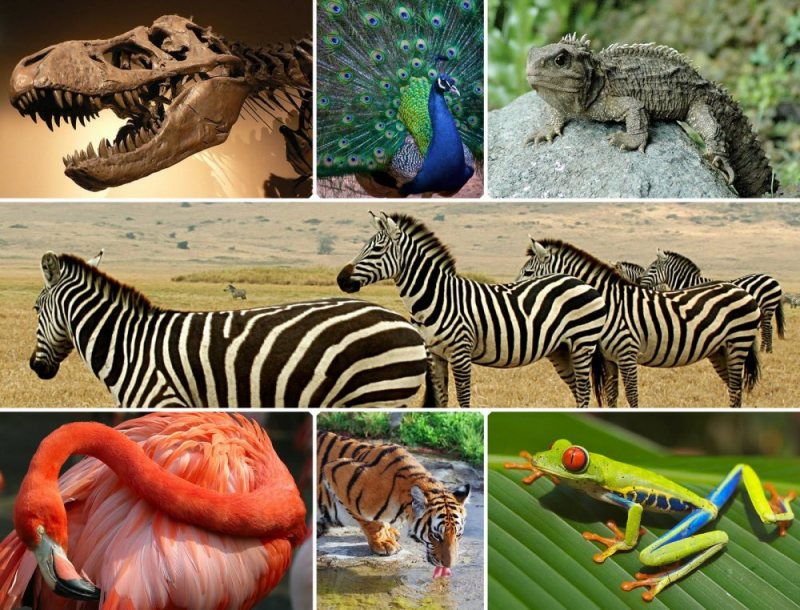 Biologi Kelas X Contoh Ekosistem Biologi Kelas