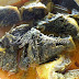 JJCM Masakan Padang