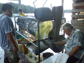 Cockles Cleaning