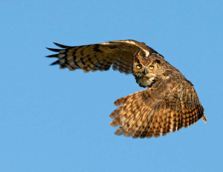 Great Horned Owl The Biggest Animals Kingdom