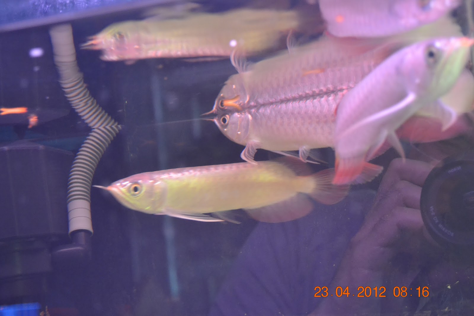 ASSAKINAH AROWANA Baby Chili Red Arowana 5 inches