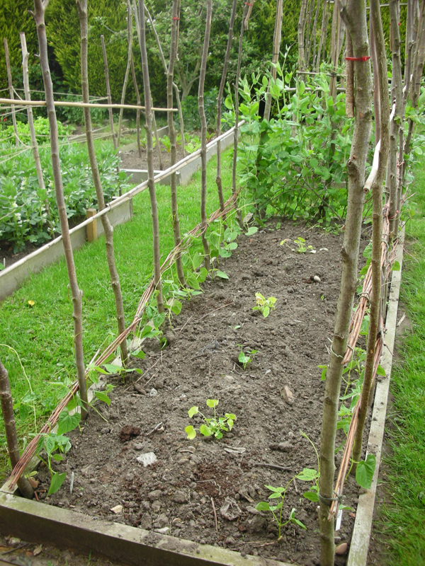 HOW TO GROW FRENCH BEANS FROM SEED The Garden of Eaden