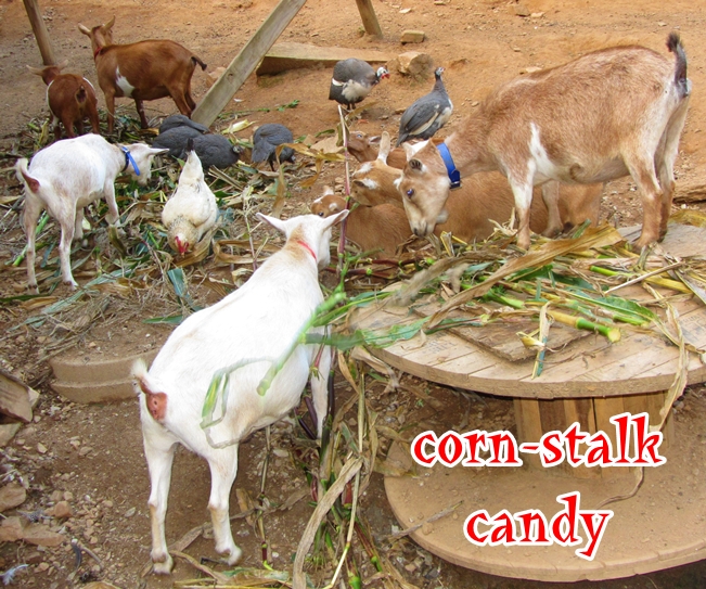 BooneDocksWilcox gathering corn stalks for goats
