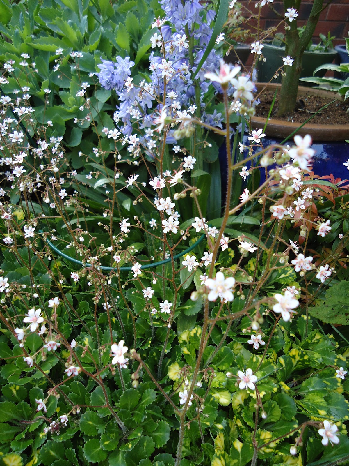 Love My Garden Saxifraga urbium (London Pride)