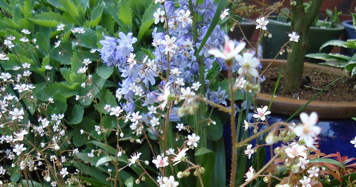 Love My Garden Saxifraga urbium (London Pride)