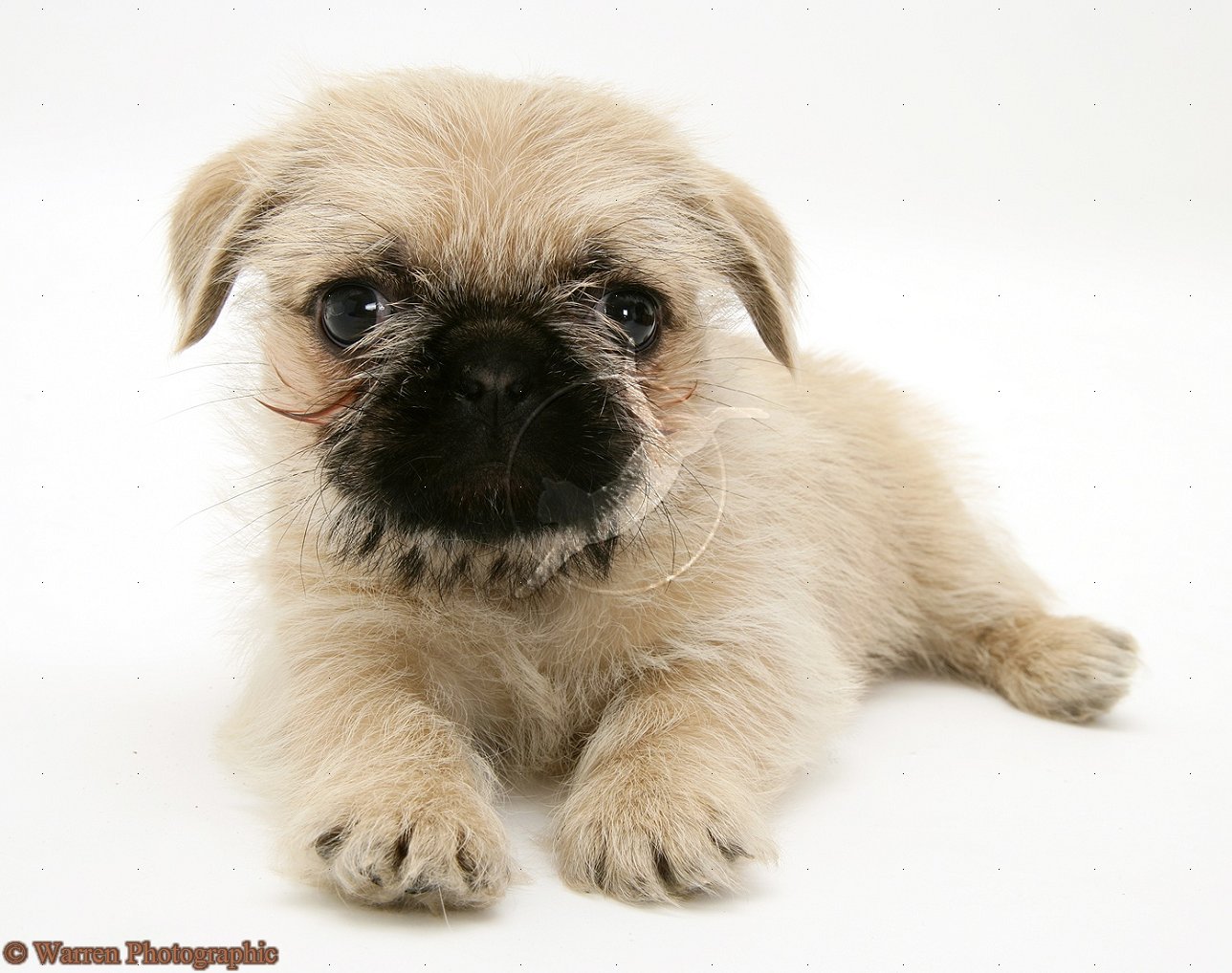 shih tzu pug border terrier x shih tzu breeds picture shih tzu pug border terrier x shih tzu breeds picture