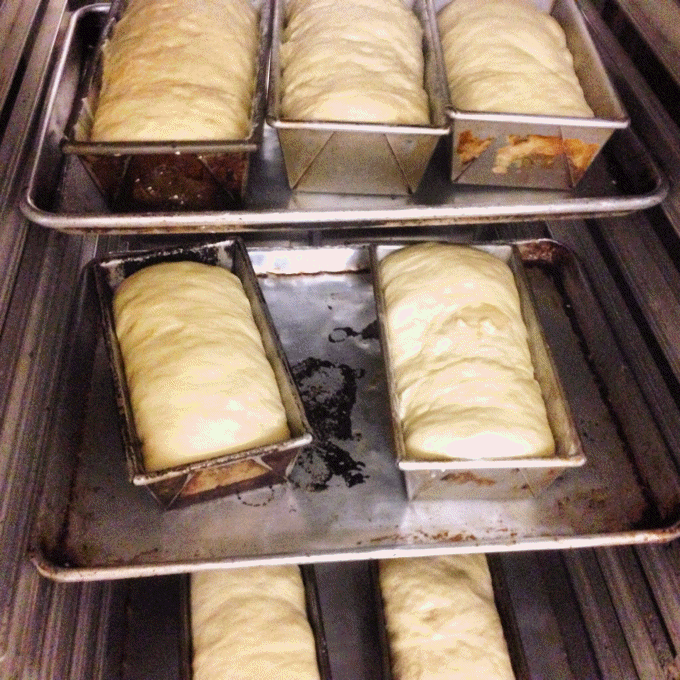 Proofing Orange Cinnamon Swirl Loaves Proofing Orange Cinnamon Swirl Loaves