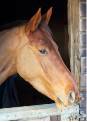 Kilkenny Lady (Rosie)