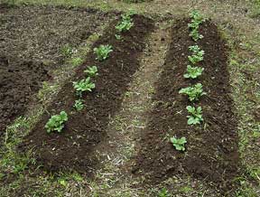 types of soil container gardening