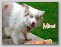 Funny Dog Pictures