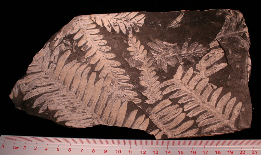 Louisville Fossils and Beyond Carboniferous Plant Fossils