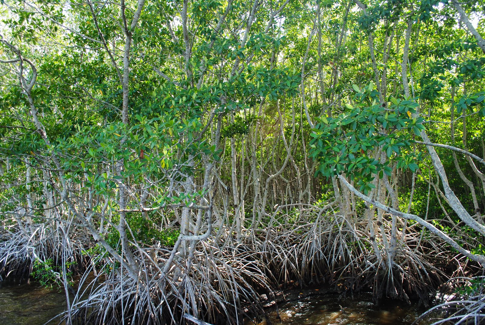 Field Notes and Photos Mangroves Southwest Florida's Coastal Treasure