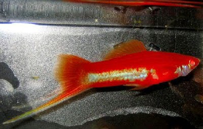 fresh water fish keeping