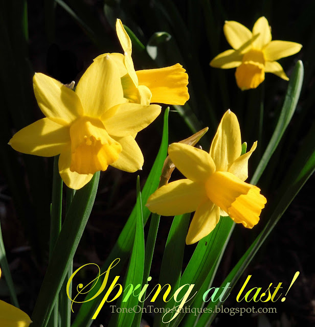 Tone on Tone: Our Early Spring Garden