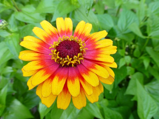 [Image: nasa-trong-hoa-cuc-ngu-sac-trong-vu-tru-4.jpg]