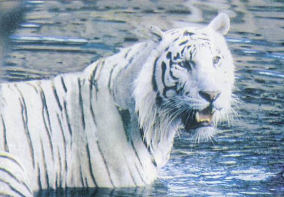 White Tigers and Their Future
