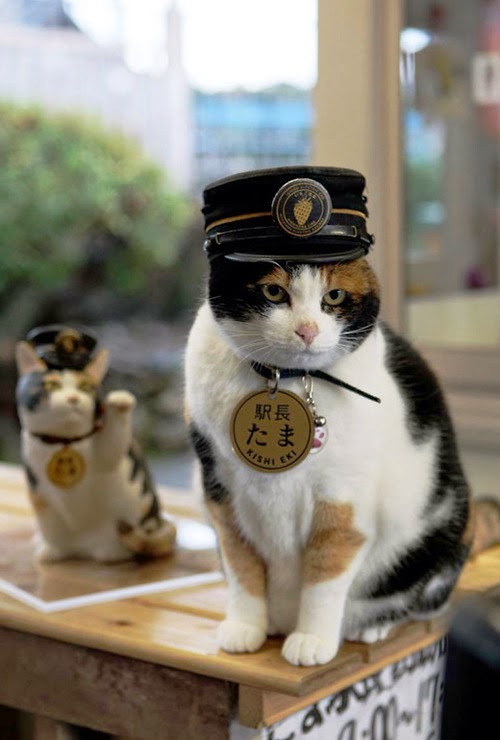 KUCING DILANTIK SEBAGAI PENGURUS STESEN KERETA API KUCING DILANTIK SEBAGAI PENGURUS STESEN KERETA API
