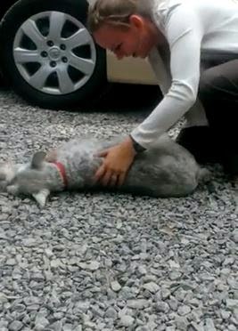Vídeo: perro se desmaya tras dos años sin ver a su dueña. 