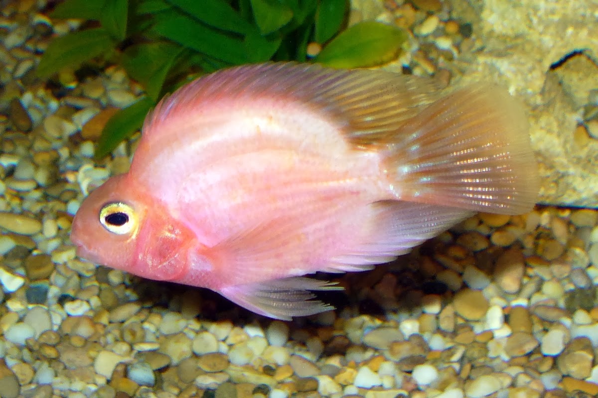 fish ikan hias parrot fish ikan hias parrot