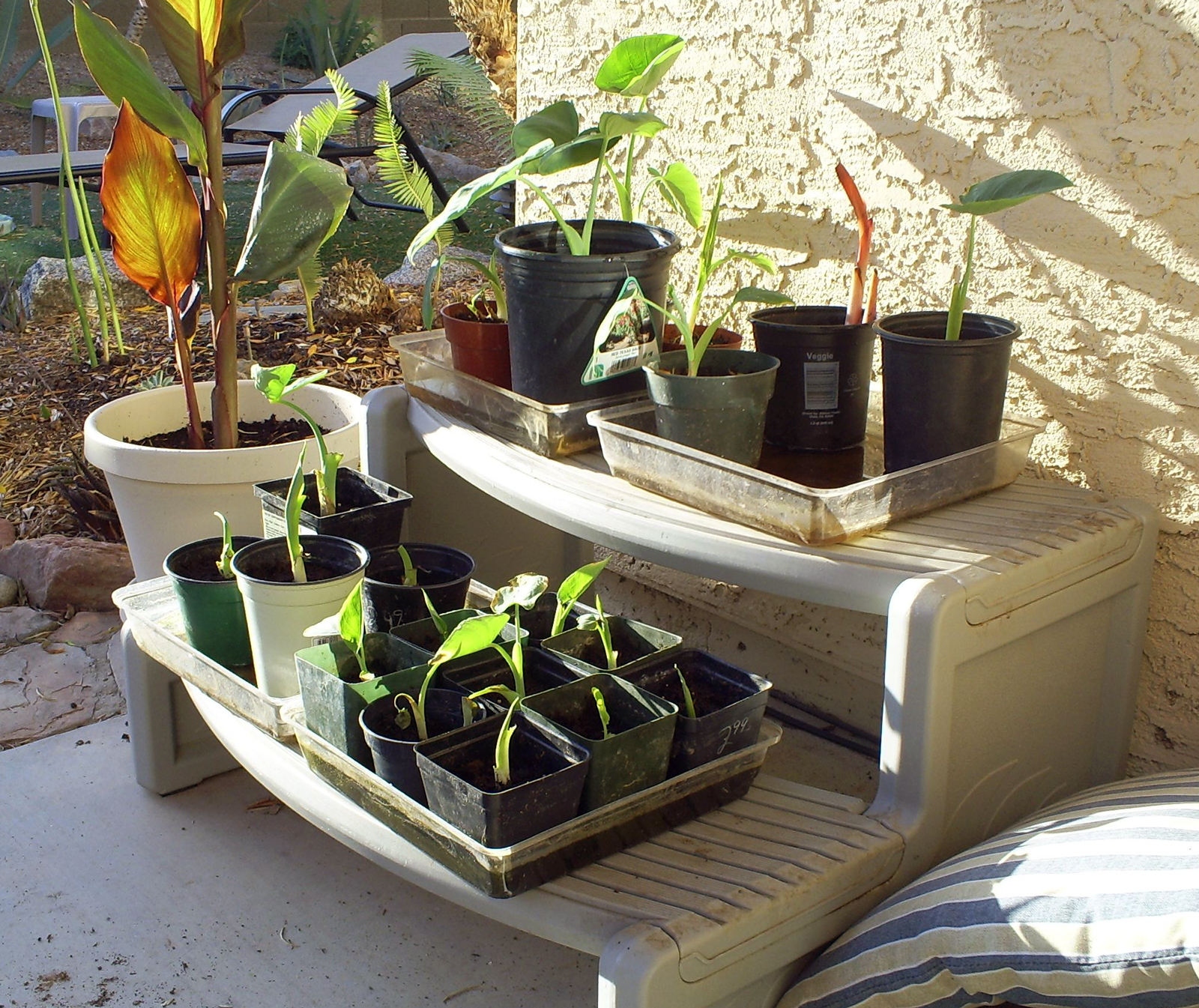 Brad's Tropical Paradise Potting elephant ear pups