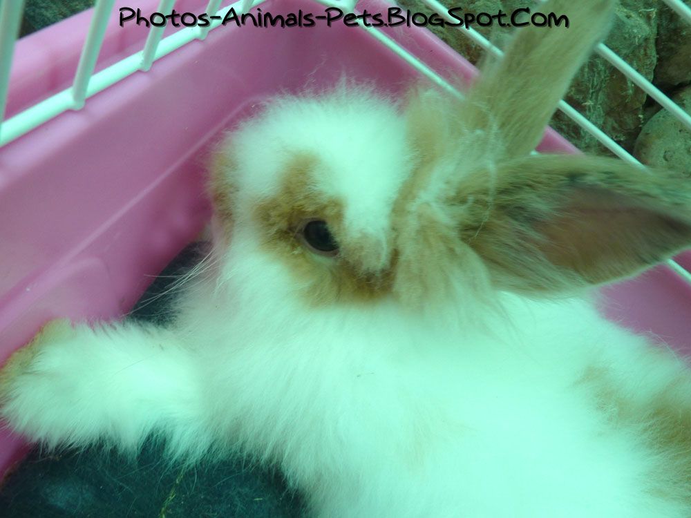Rabbit thesis