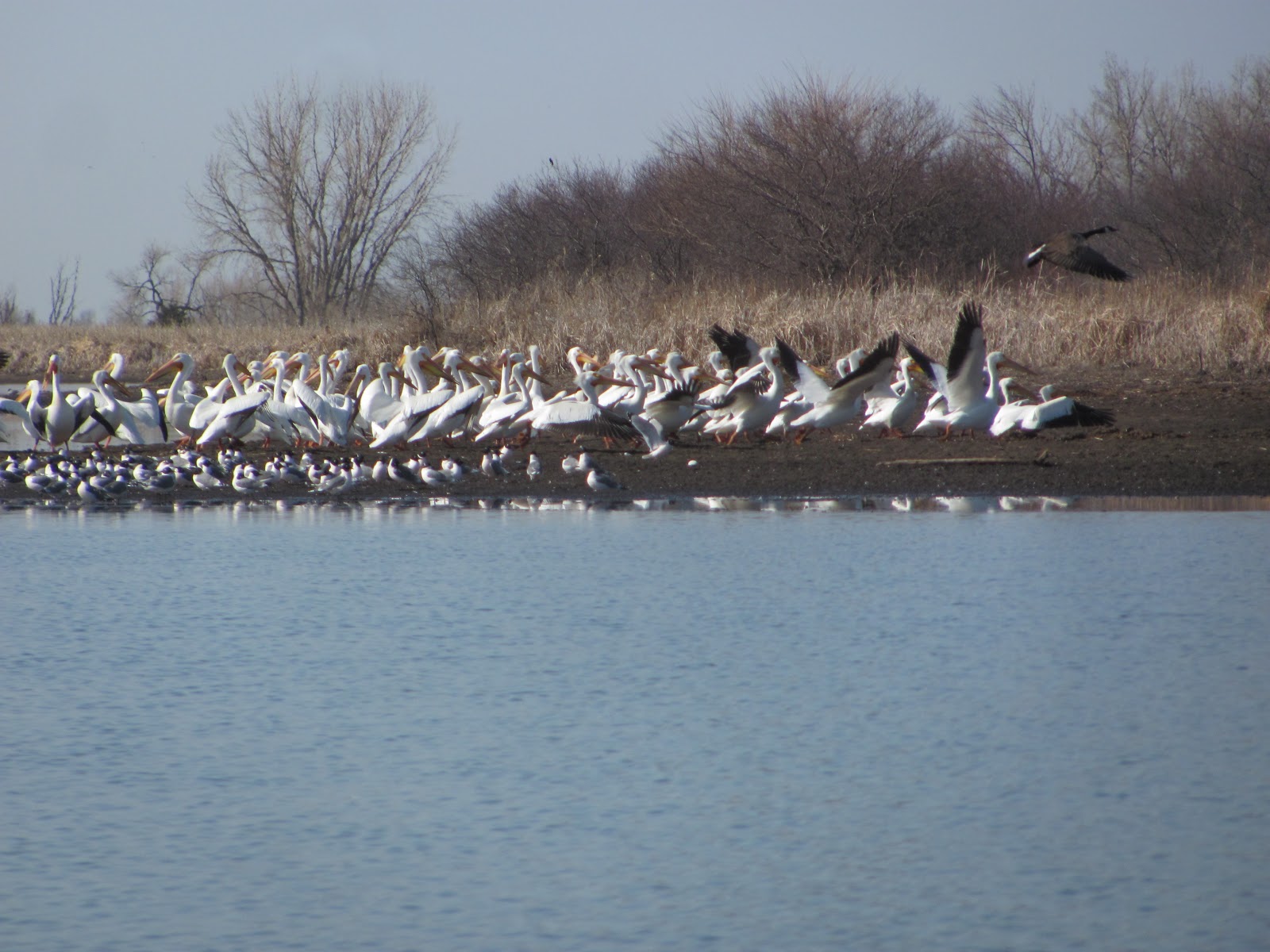 Kayaking the Lakes of South Dakota Mud Lake At Last, a First Cruise