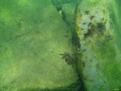 Marea Neagra Black Sea underwater images poze subacvatice CRABUL DE IARBĂ (Carcinus mediterraneus) Decapoda Portunidae