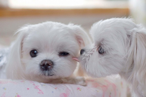 Cute Dogs ~ Wallpaper & Pictures
