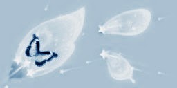 Butterfly Wings - NIGHT002.BLOGSPOT.COM Butterfly Wings - NIGHT002.BLOGSPOT.COM