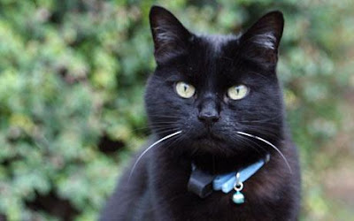 Cat Collars with Bells for my Four Black cat with collar and bell