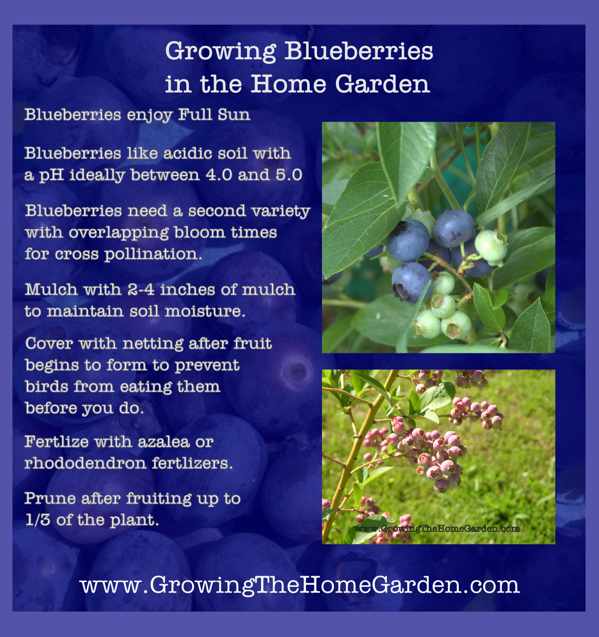 Growing Blueberries in the Home Garden Growing The Home Garden