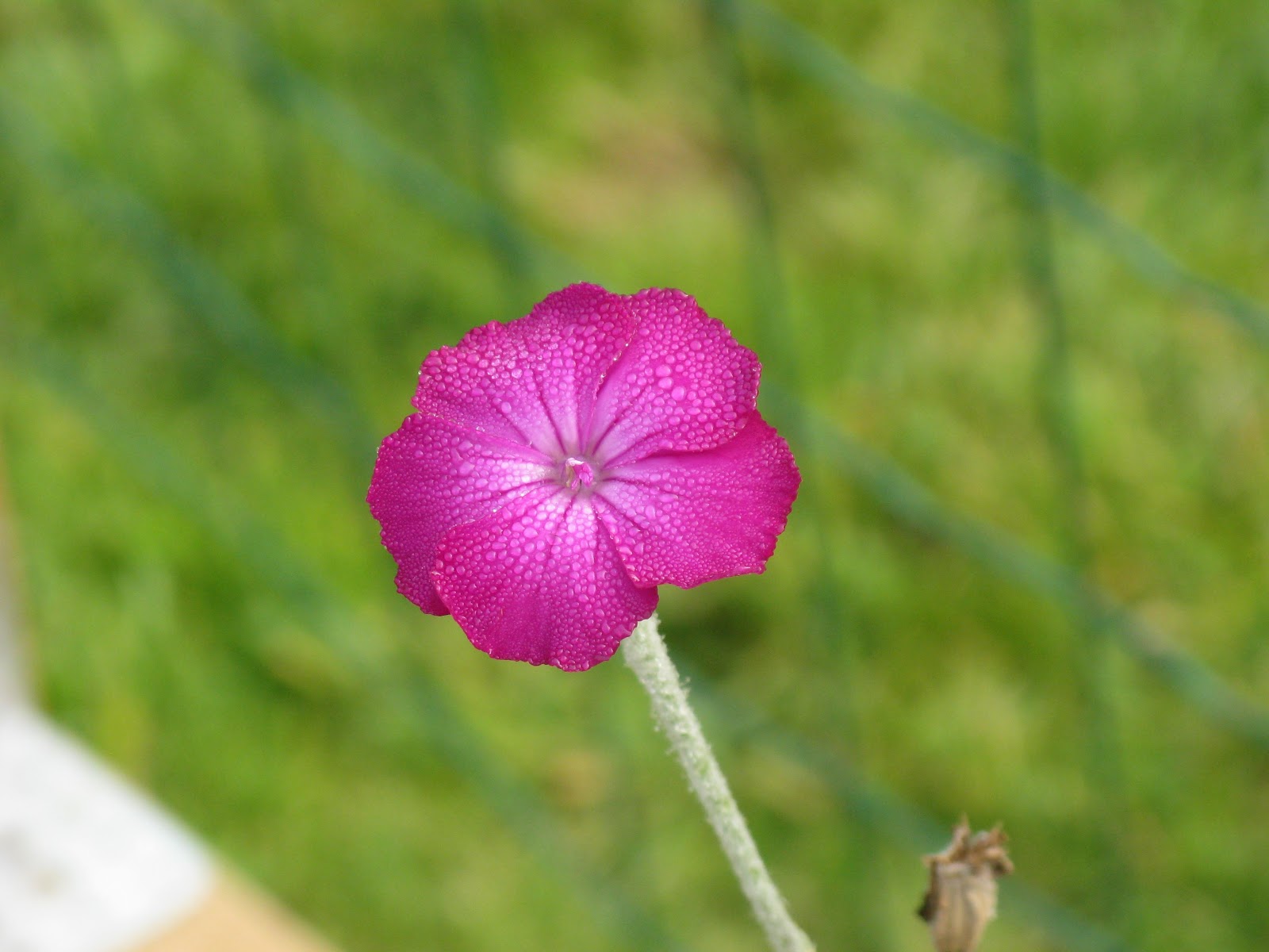 What Could Your Scary Symptoms Mean? Red Stools from Beets vs. from