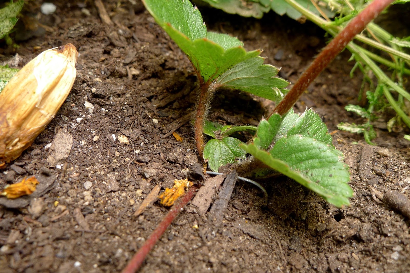 Less Noise, More Green How To Root Strawberry Runners