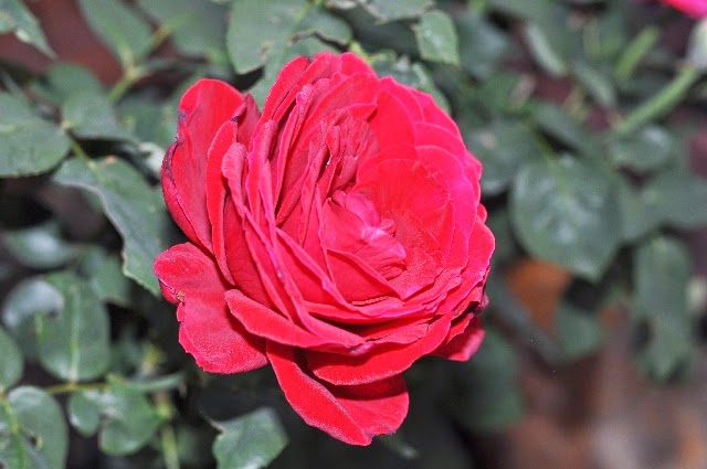red roses coloradoviews.filminspector.com
