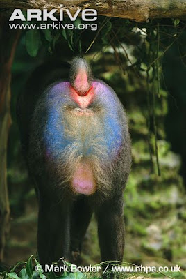 Mandrill-male-rear-end-showing-bright-colouration.jpg