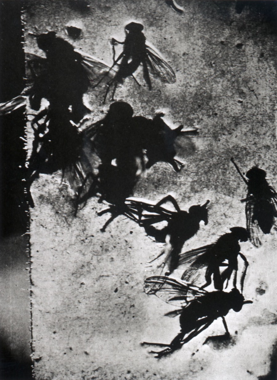 Barbaro Mahony the blog JacquesAndré Boiffard. Papier collant et