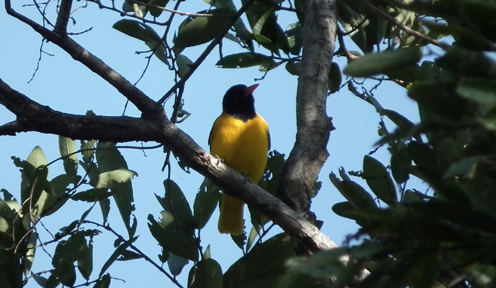 Black Hooded Oriole