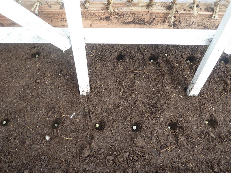 Gidget's Garden Peas and carrots really do go together like peas and