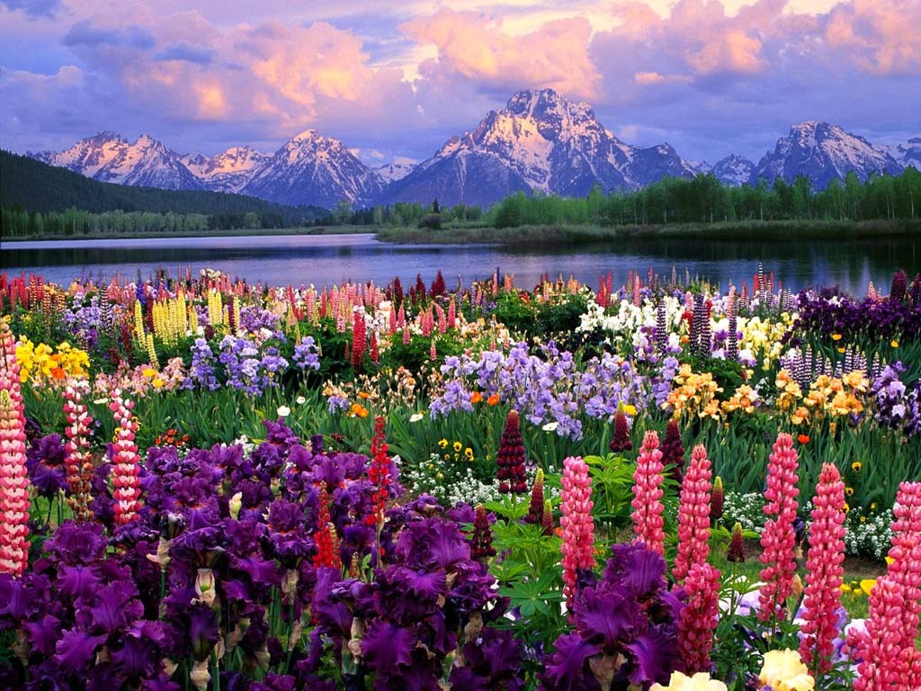 http://4.bp.blogspot.com/-oQTnxtHWm5A/TiYKkwAd4OI/AAAAAAAAABE/387KdIuEayA/s1600/field-of-flowers-02.jpg