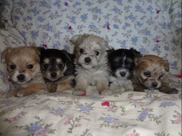 Chorkie puppies