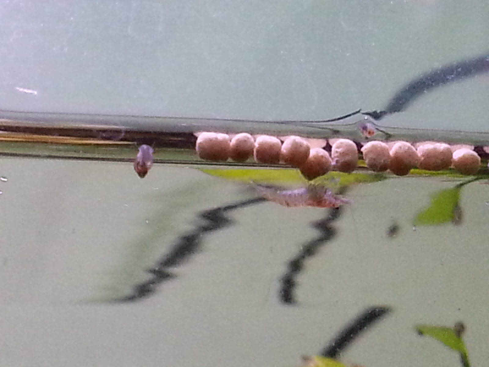 聚墨谷 New Born Baby Cherry Shrimp Spotted D 樱桃虾