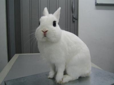 german dwarf rabbit