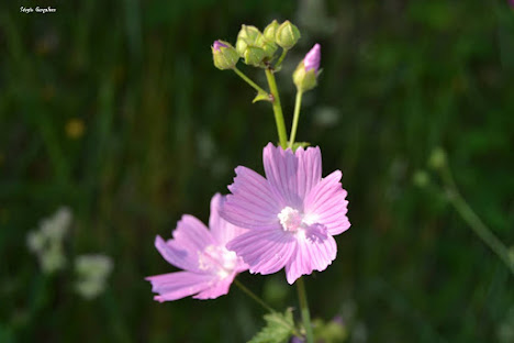 Malva-bastarda (Lavatera cretica)