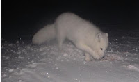 Fuente: http://www.ecosystem-finnmark.uit.no/bilder/fjellrev1.jpg