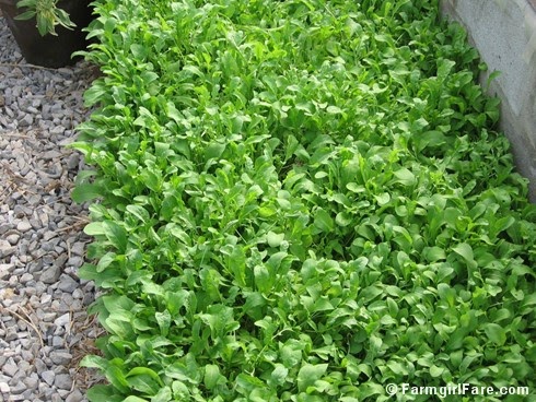 In My Kitchen Garden Lettuce And Arugula In The Garden With Step