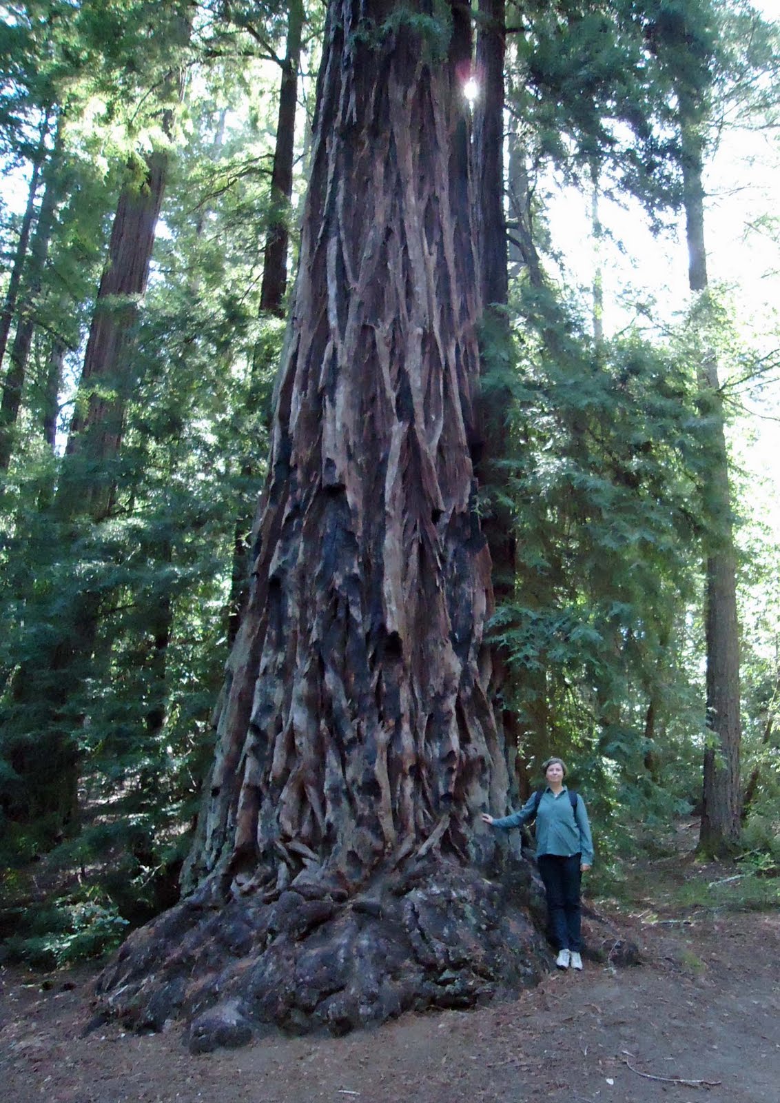 life in Canada giant redwoods