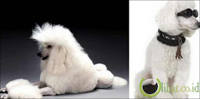 Toby Rimes Toby Rimes