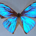 Morpho-aega