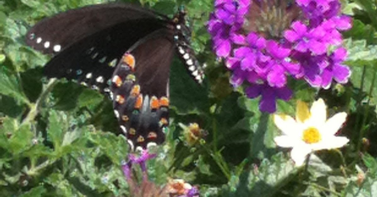 Everything and a Racehorse Aggressive butterflies and other notso