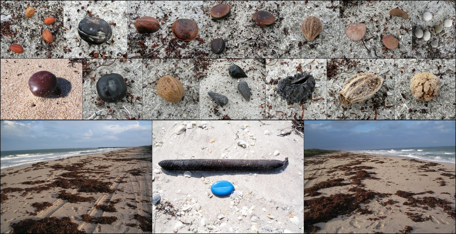 Sea Beans of Melbourne, Florida Sea Beans of Melbourne Florida